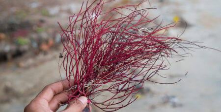 Close Up Of A Red Seaweed In A Man's Hand Which Is Also Known As Close up of a red seaweed in a man's hand which is also known as gigartina pistillata